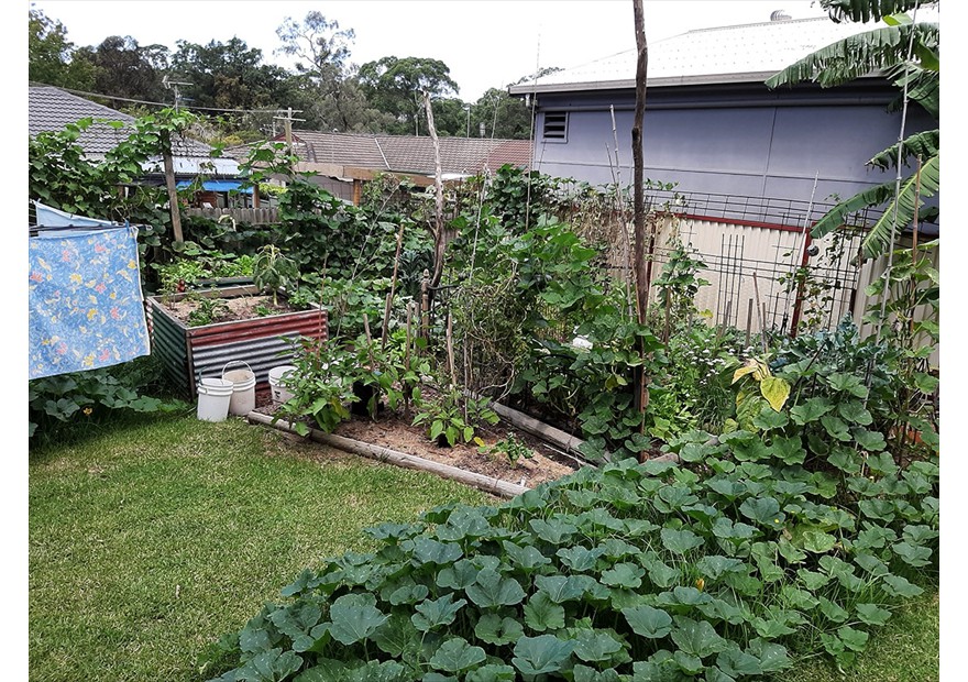 my vege garden May 2020