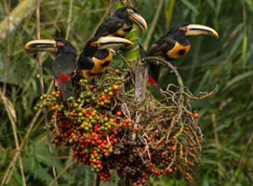 Los Cedros Toucans MCooper
0186973 Version 2