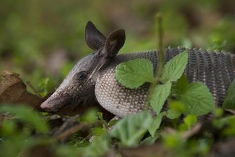 http://www.rainforestinfo.org.au/images/MCooper_0165147.jpg